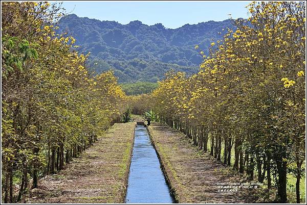 富源黃花風鈴木-2023-02-11.jpg