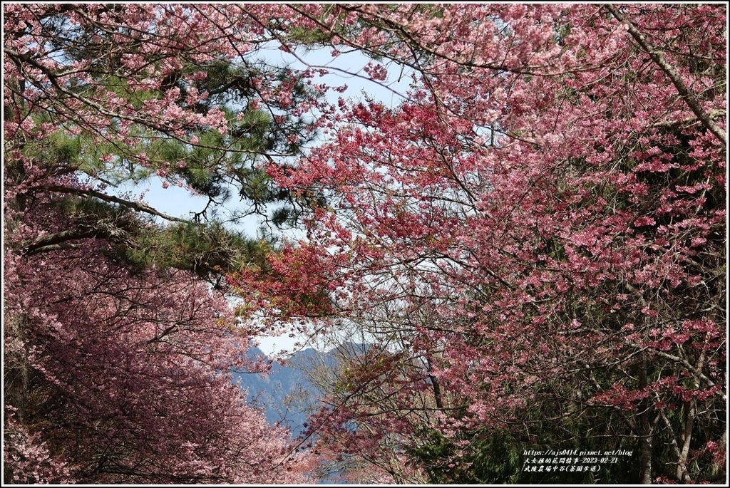 武陵農場(三天二夜)中谷-2023-02-21-10.jpg 武陵農場(三天二夜)中谷-2023-02-21-10.jpg