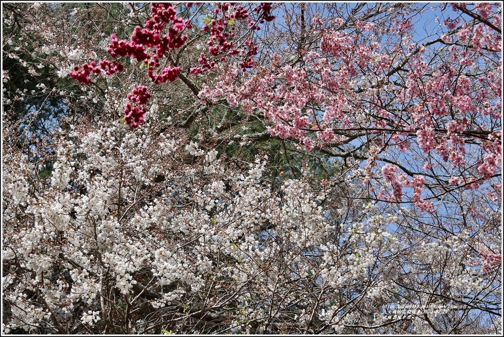 武陵農場(三天二夜)中谷-2023-02-21-42.jpg 武陵農場(三天二夜)中谷-2023-02-21-42.jpg