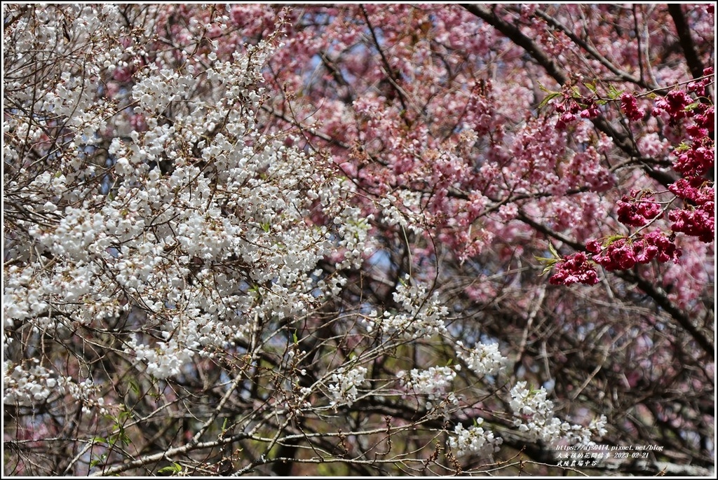 武陵農場(三天二夜)中谷-2023-02-21-45.jpg 武陵農場(三天二夜)中谷-2023-02-21-45.jpg