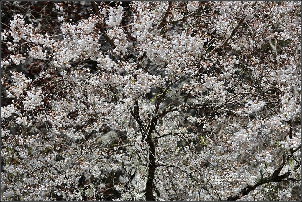 武陵農場(三天二夜)中谷-2023-02-21-46.jpg 武陵農場(三天二夜)中谷-2023-02-21-46.jpg