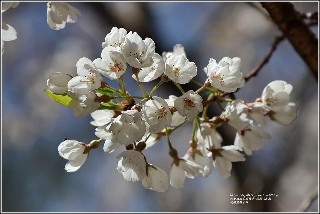 武陵農場(三天二夜)中谷-2023-02-21-49.jpg 武陵農場(三天二夜)中谷-2023-02-21-49.jpg