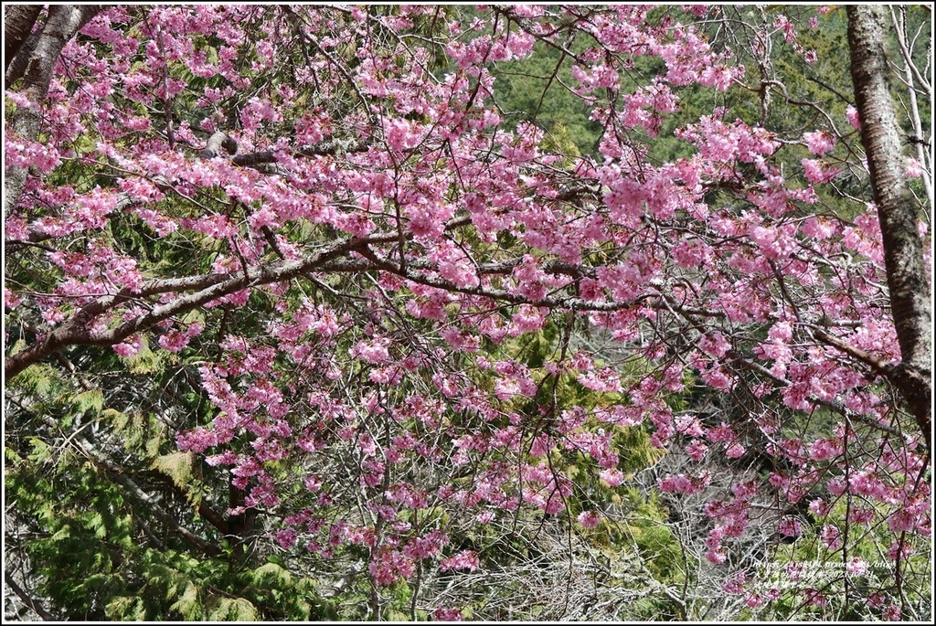 武陵農場(三天二夜)中谷-2023-02-21-59.jpg 武陵農場(三天二夜)中谷-2023-02-21-59.jpg