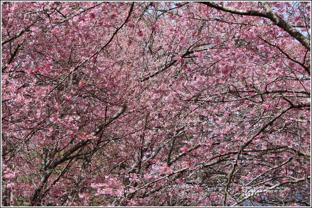 武陵農場(三天二夜)中谷-2023-02-21-61.jpg 武陵農場(三天二夜)中谷-2023-02-21-61.jpg