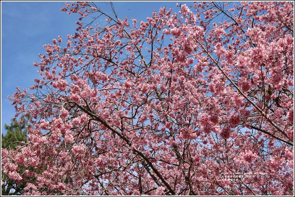 武陵農場(三天二夜)中谷-2023-02-21-70.jpg 武陵農場(三天二夜)中谷-2023-02-21-70.jpg