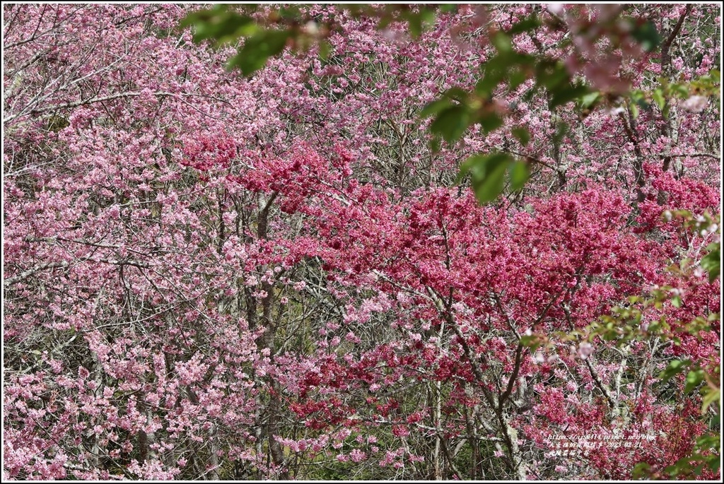 武陵農場(三天二夜)中谷-2023-02-21-78.jpg 武陵農場(三天二夜)中谷-2023-02-21-78.jpg