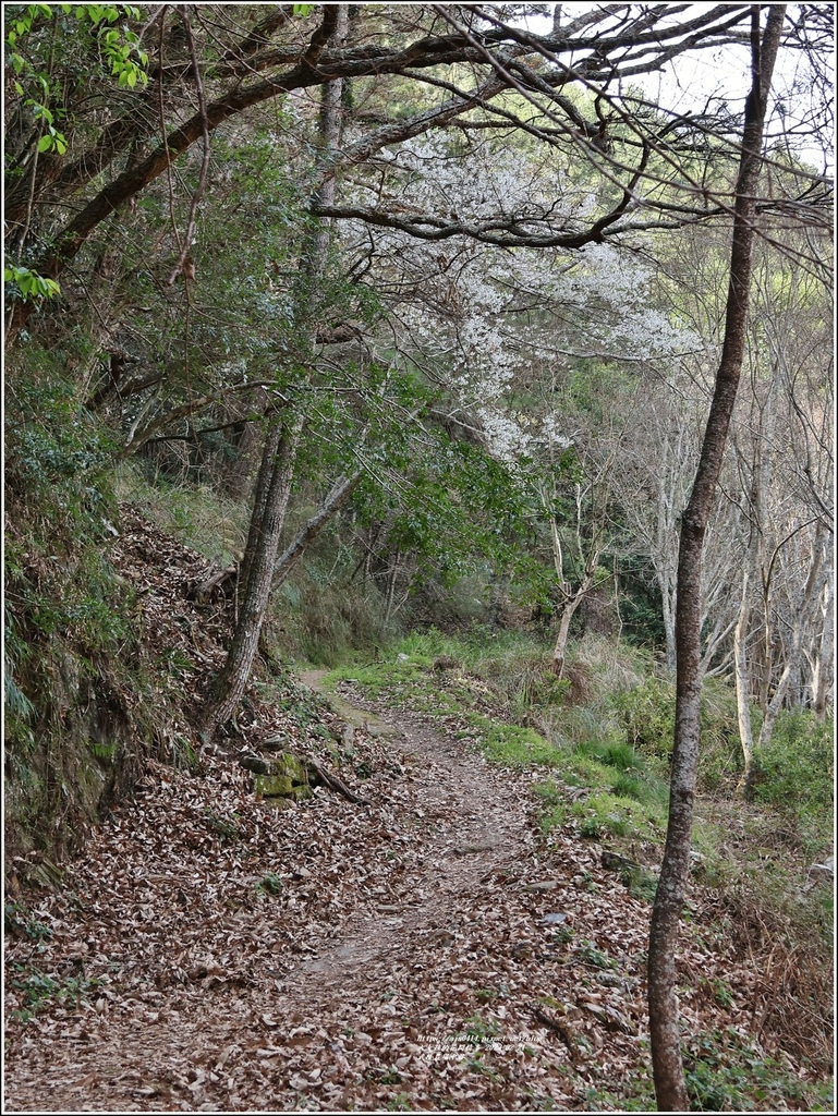 武陵農場(三天二夜)中谷-2023-02-21-98.jpg 武陵農場(三天二夜)中谷-2023-02-21-98.jpg