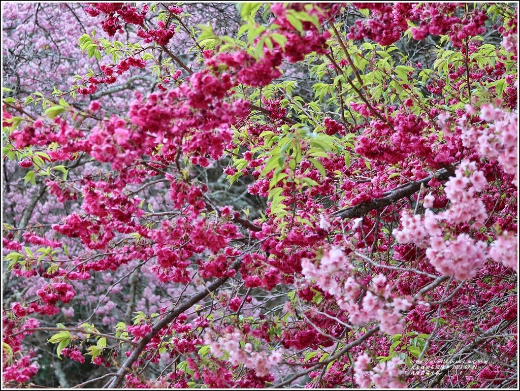 武陵農場(三天二夜)中谷-2023-02-21-112.jpg 武陵農場(三天二夜)中谷-2023-02-21-112.jpg