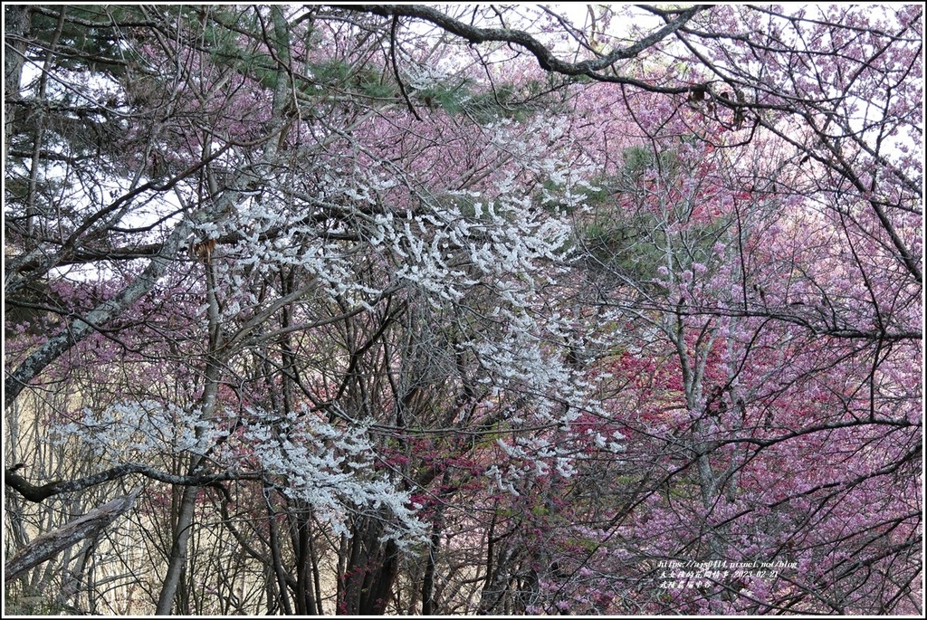 武陵農場(三天二夜)中谷-2023-02-21-115.jpg 武陵農場(三天二夜)中谷-2023-02-21-115.jpg