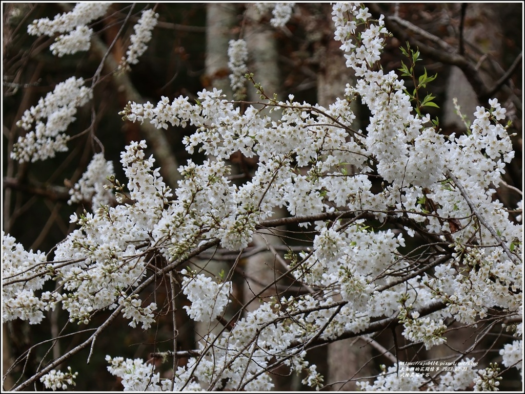 武陵農場(三天二夜)中谷-2023-02-21-113.jpg 武陵農場(三天二夜)中谷-2023-02-21-113.jpg