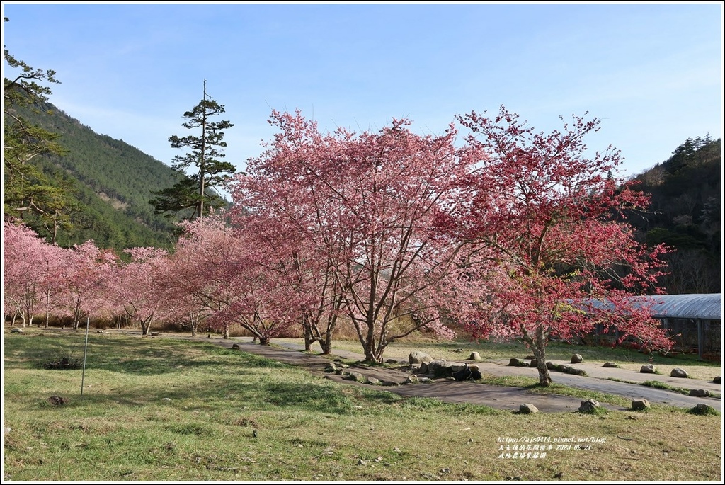 武陵農場(三天二夜)紫藤園-2023-02-21-19.jpg