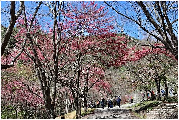 武陵農場南谷(茶園步道)-2023-02-16-06.jpg