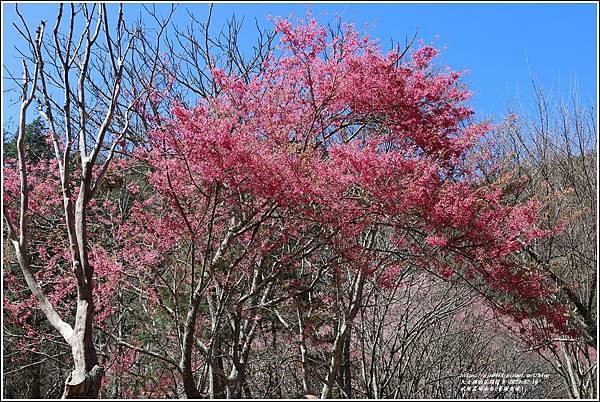 武陵農場南谷(茶園步道)-2023-02-16-09.jpg