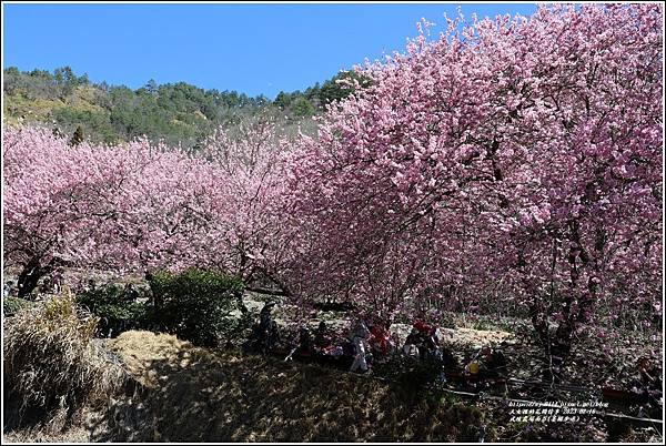 武陵農場南谷(茶園步道)-2023-02-16-18.jpg