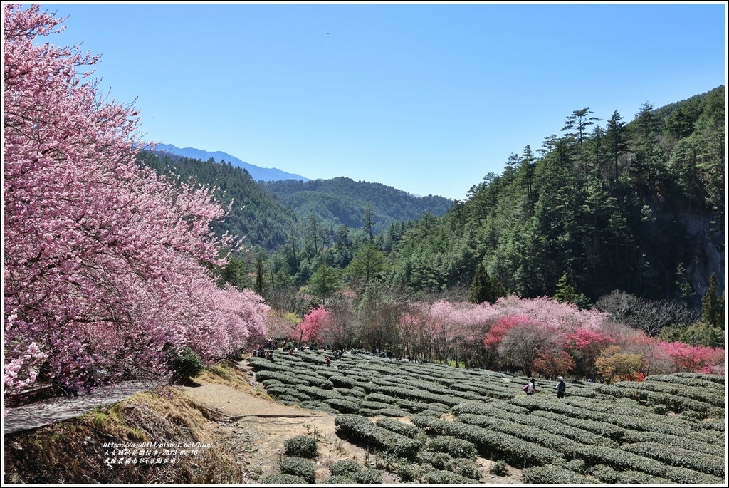 武陵農場南谷(茶園步道)-2023-02-16-27.jpg