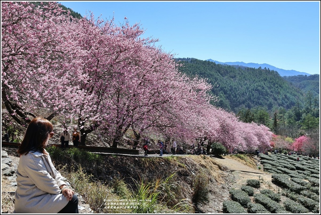 武陵農場南谷(茶園步道)-2023-02-16-30.jpg