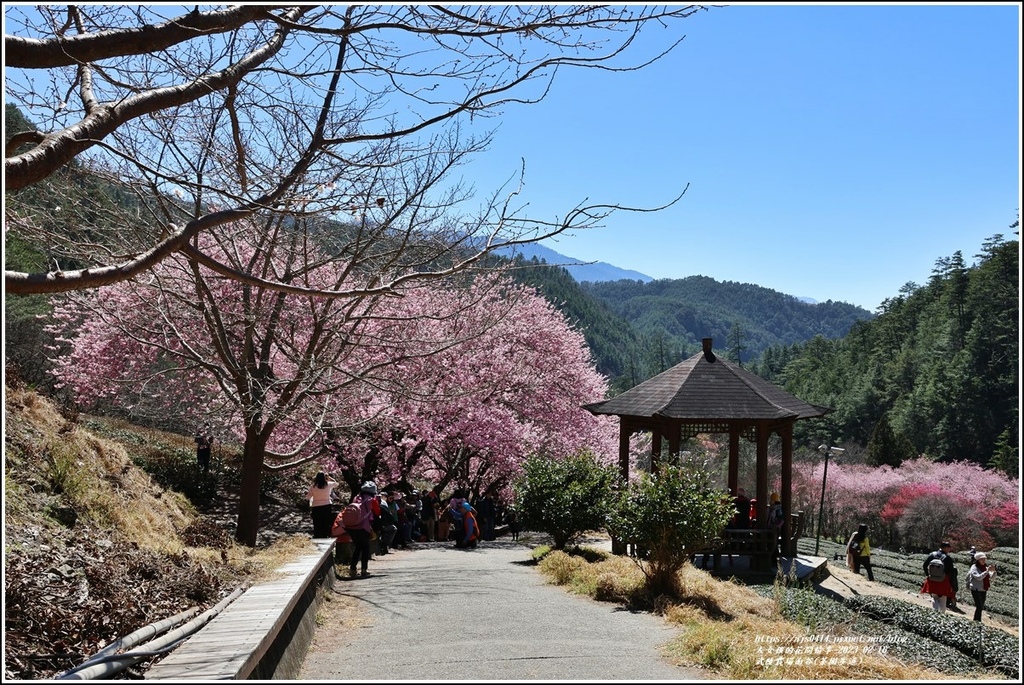 武陵農場南谷(茶園步道)-2023-02-16-32.jpg