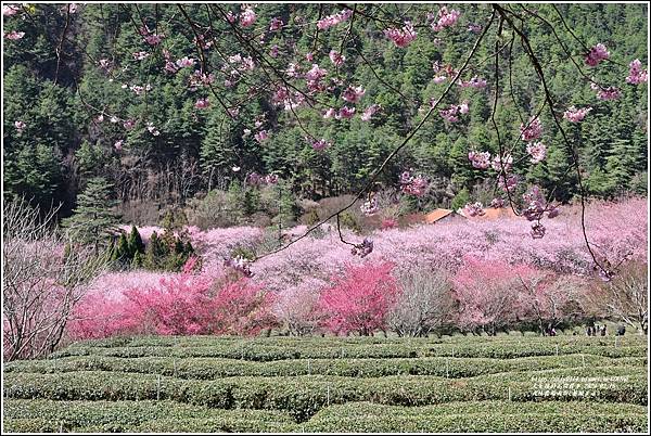 武陵農場南谷(茶園步道)-2023-02-16-38.jpg