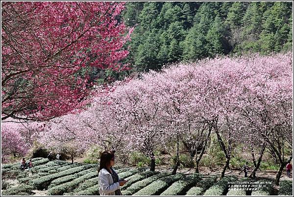 武陵農場南谷(茶園步道)-2023-02-16-48.jpg