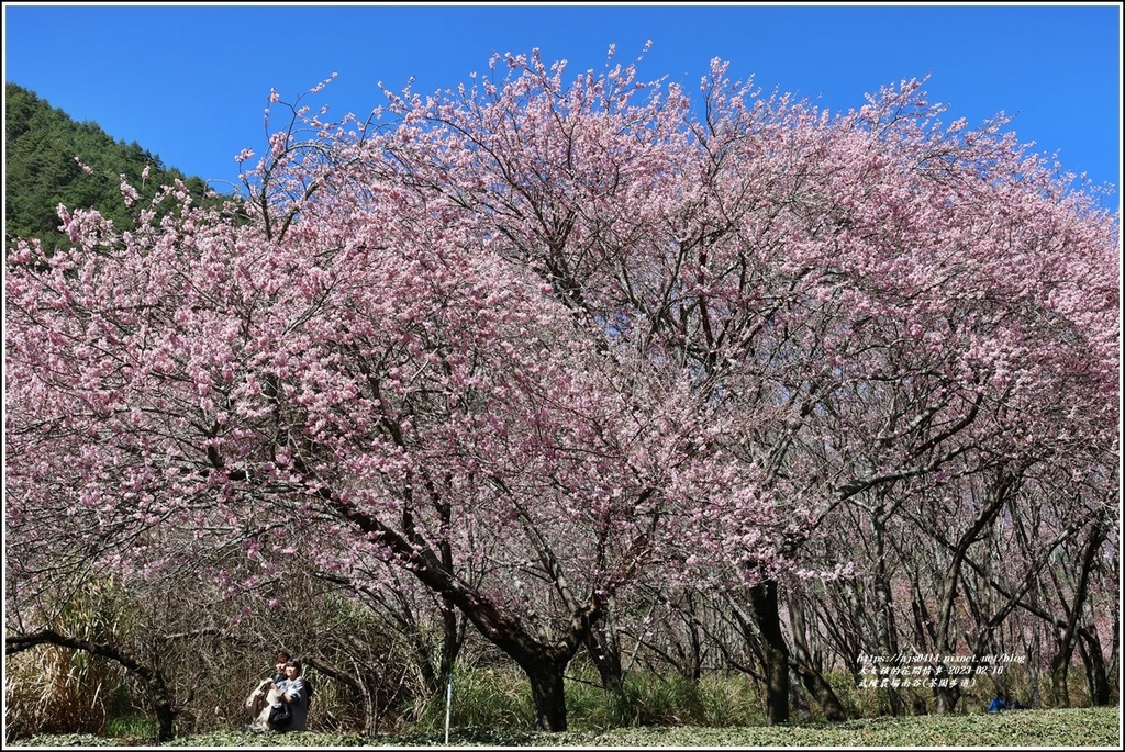 武陵農場南谷(茶園步道)-2023-02-16-63.jpg