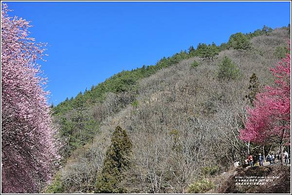 武陵農場南谷(茶園步道)-2023-02-16-65.jpg