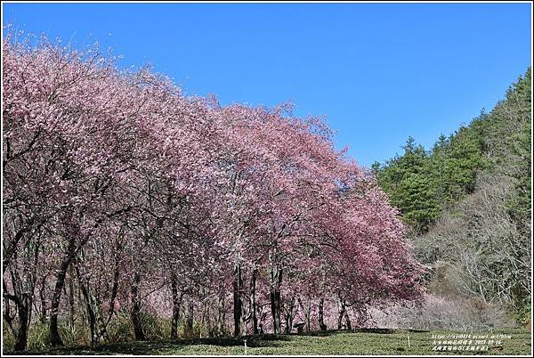 武陵農場南谷(茶園步道)-2023-02-16-69.jpg