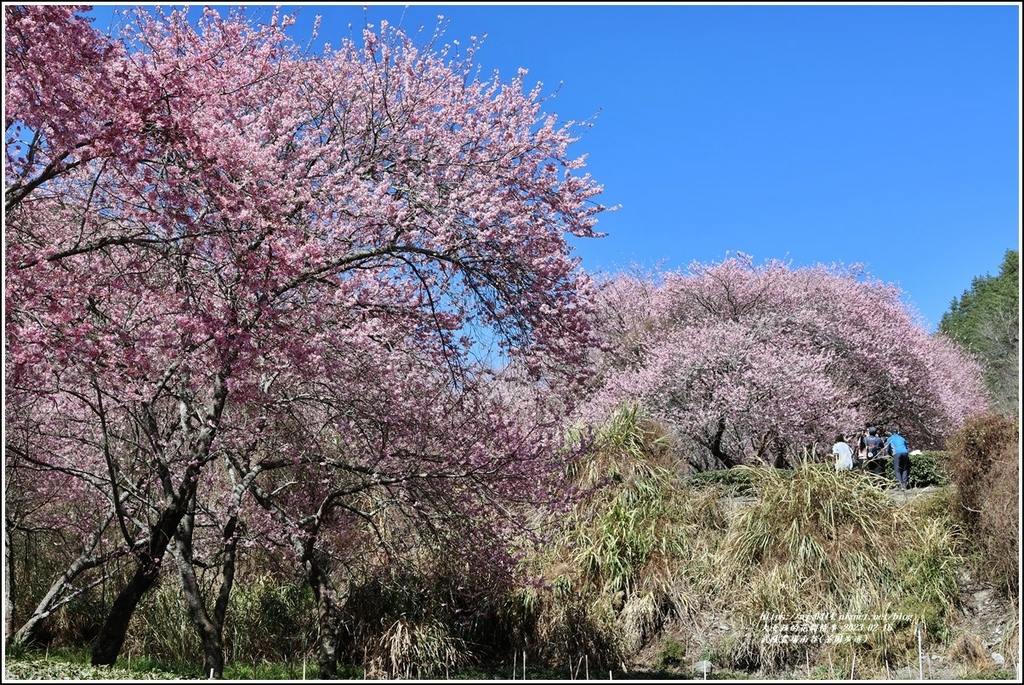 武陵農場南谷(茶園步道)-2023-02-16-72.jpg