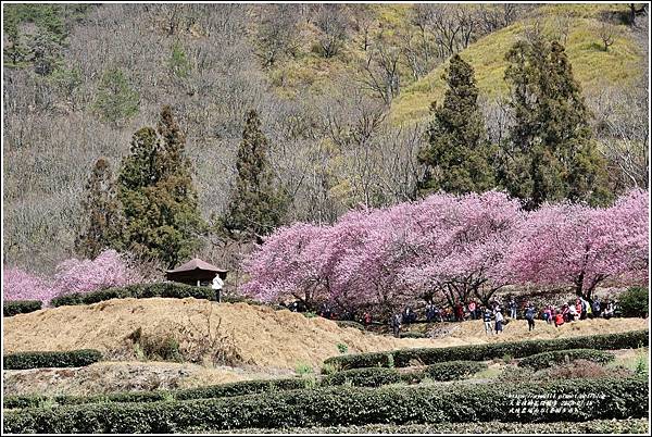 武陵農場南谷(茶園步道)-2023-02-16-80.jpg