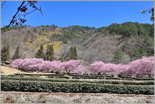 武陵農場南谷(茶園步道)-2023-02-16-81.jpg