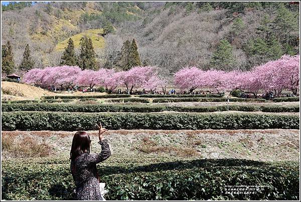 武陵農場南谷(茶園步道)-2023-02-16-86.jpg