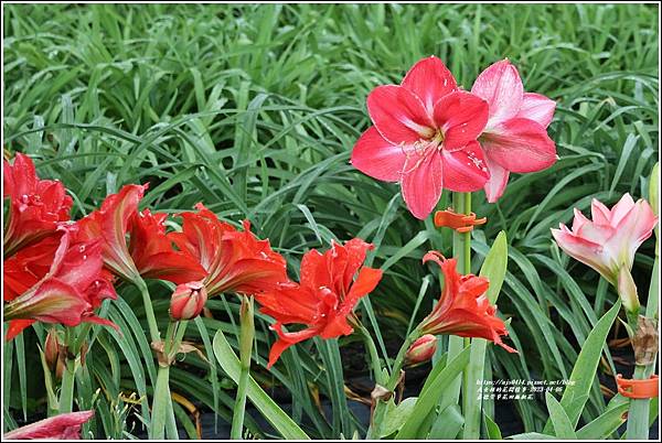 嘉德萱草花田孤挺花-2023-04-06-22.jpg