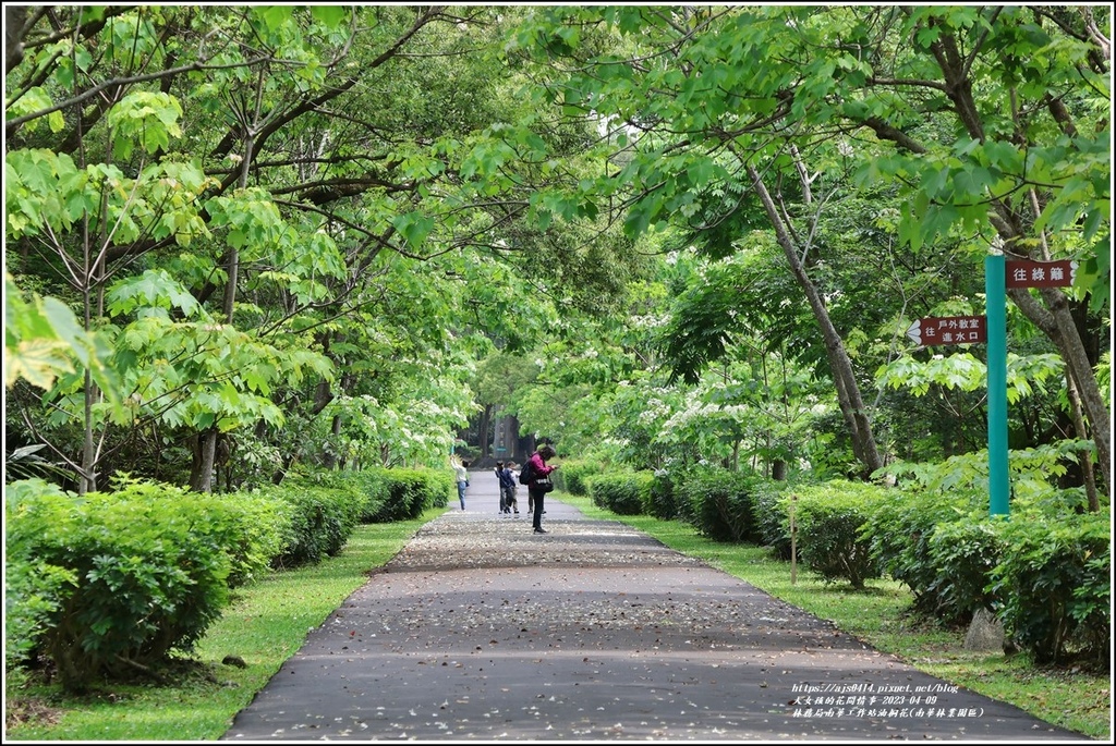 林務局南華工作站油桐花(南華林業園區)-2023-04-09-06.jpg