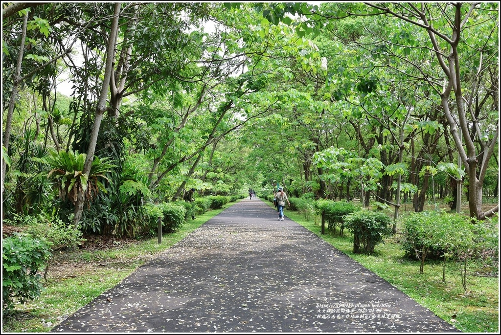 林務局南華工作站油桐花(南華林業園區)-2023-04-09-04.jpg