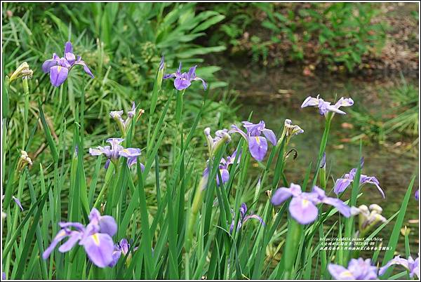 林務局南華工作站油桐花(南華林業園區)-2023-04-09-10.jpg