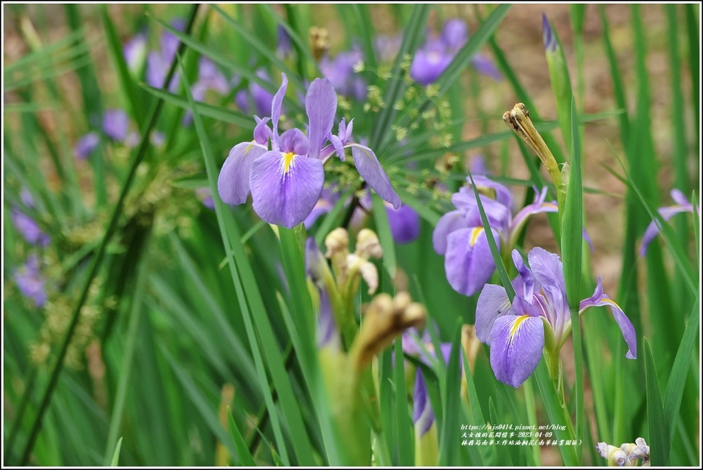 林務局南華工作站油桐花(南華林業園區)-2023-04-09-13.jpg