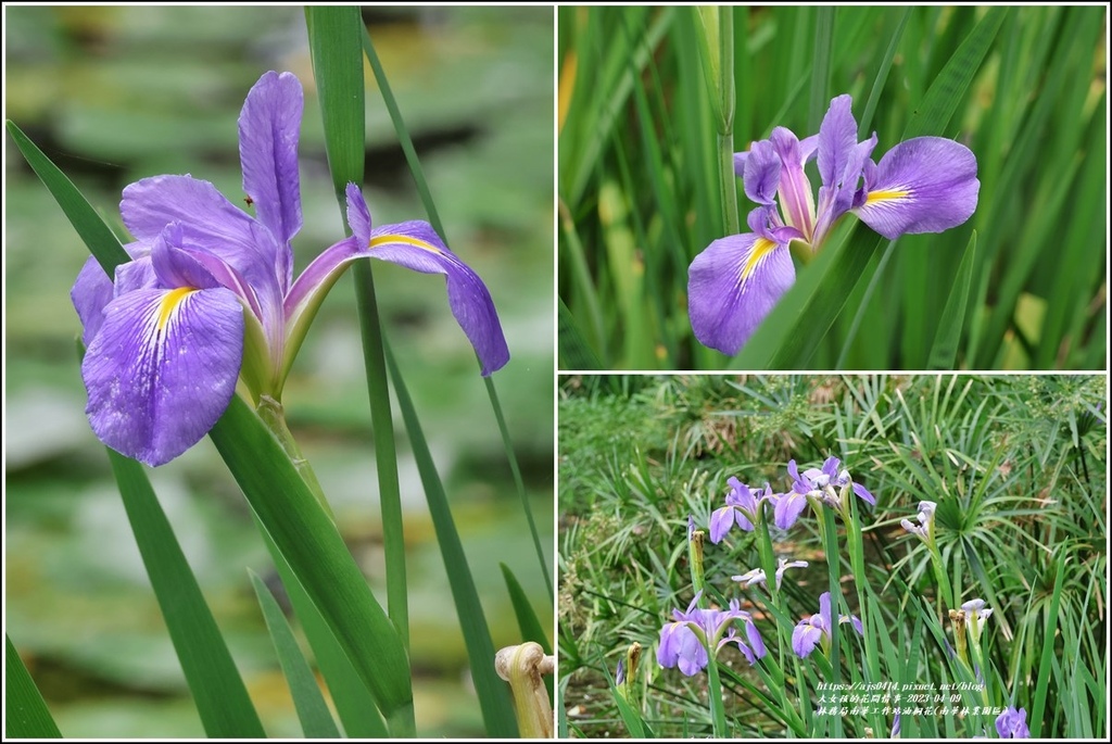 林務局南華工作站油桐花(南華林業園區)-2023-04-09-15.jpg