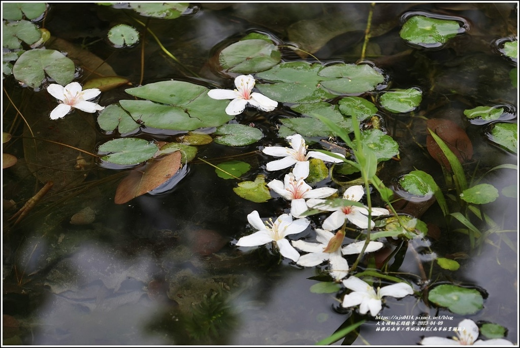 林務局南華工作站油桐花(南華林業園區)-2023-04-09-16.jpg