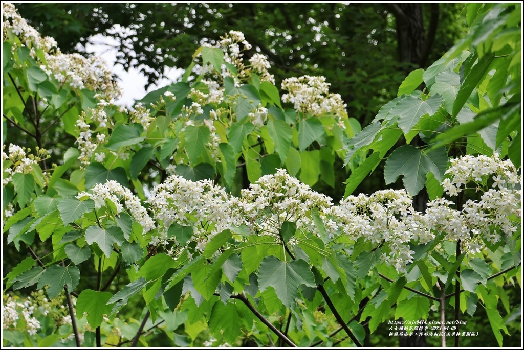 林務局南華工作站油桐花(南華林業園區)-2023-04-09-19.jpg