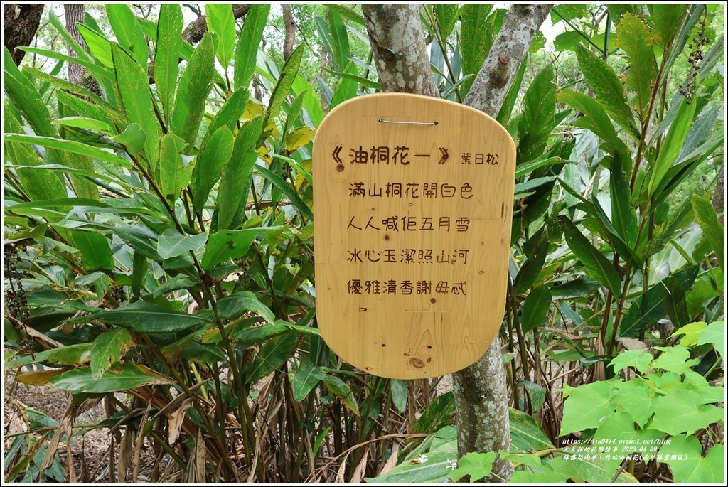 林務局南華工作站油桐花(南華林業園區)-2023-04-09-21.jpg