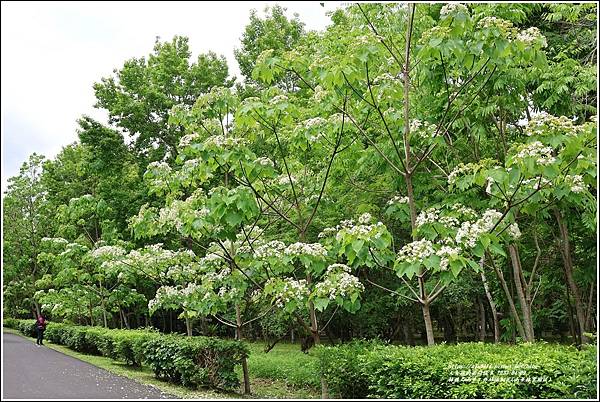 林務局南華工作站油桐花(南華林業園區)-2023-04-09-23.jpg