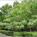 林務局南華工作站油桐花(南華林業園區)-2023-04-09-23.jpg