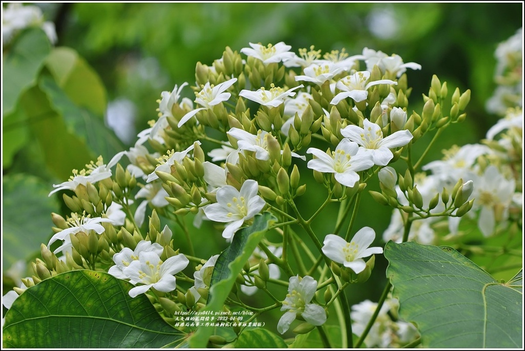 林務局南華工作站油桐花(南華林業園區)-2023-04-09-29.jpg