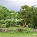 林務局南華工作站油桐花(南華林業園區)-2023-04-09-34.jpg