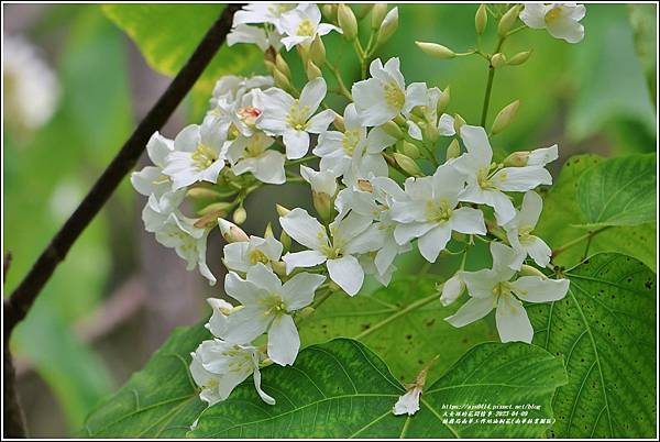 林務局南華工作站油桐花(南華林業園區)-2023-04-09-43.jpg