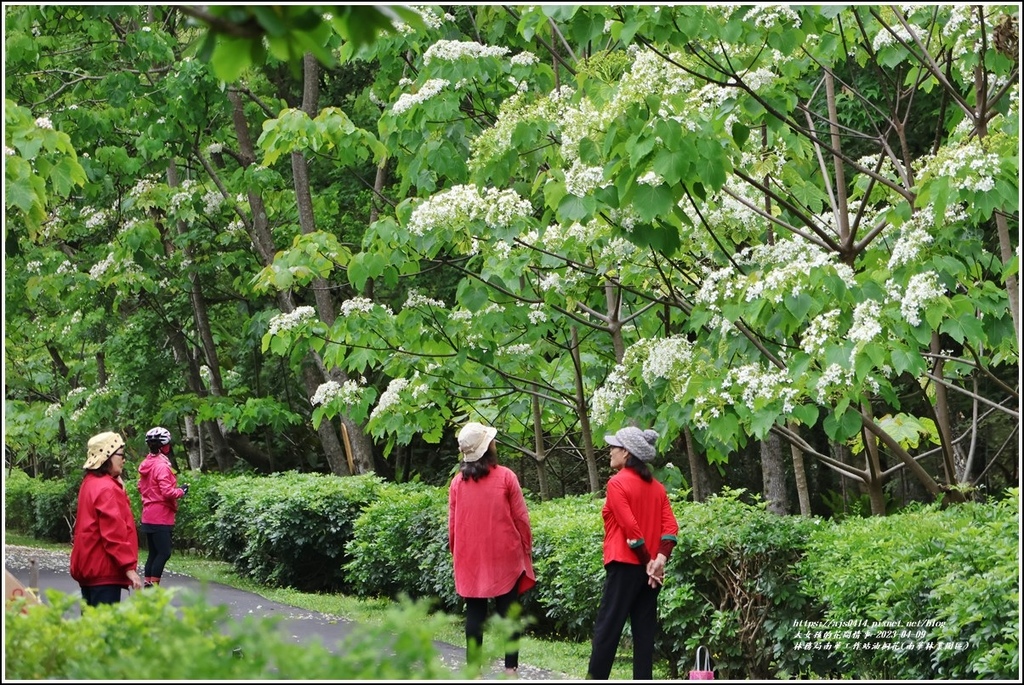 林務局南華工作站油桐花(南華林業園區)-2023-04-09-46.jpg