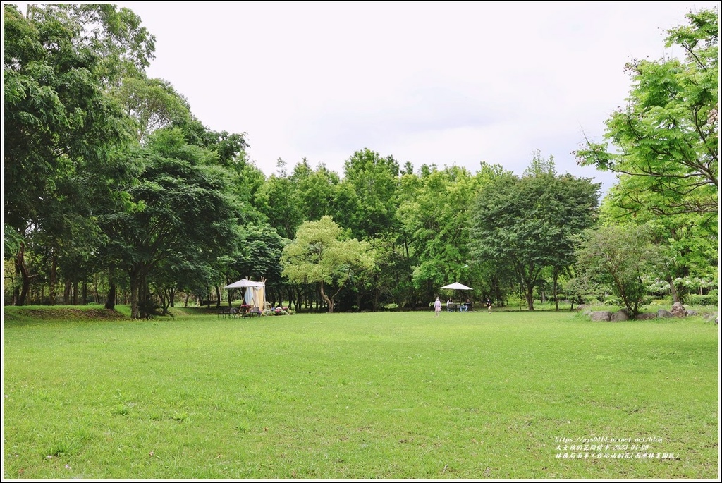 林務局南華工作站油桐花(南華林業園區)-2023-04-09-47.jpg