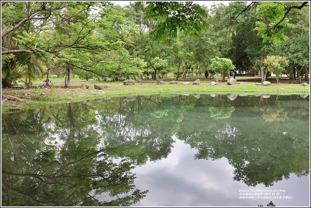 林務局南華工作站油桐花(南華林業園區)-2023-04-09-48.jpg