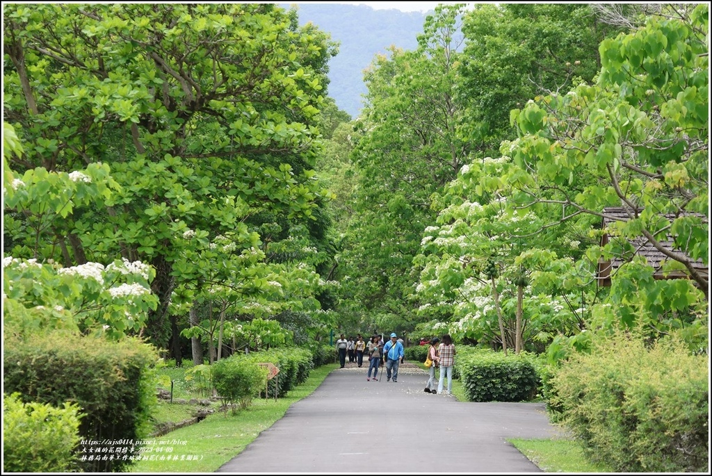 林務局南華工作站油桐花(南華林業園區)-2023-04-09-51.jpg