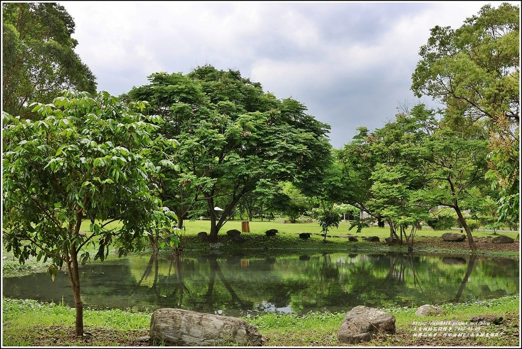 林務局南華工作站油桐花(南華林業園區)-2023-04-09-52.jpg