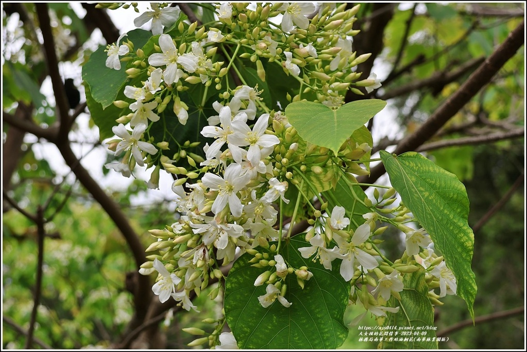 林務局南華工作站油桐花(南華林業園區)-2023-04-09-55.jpg